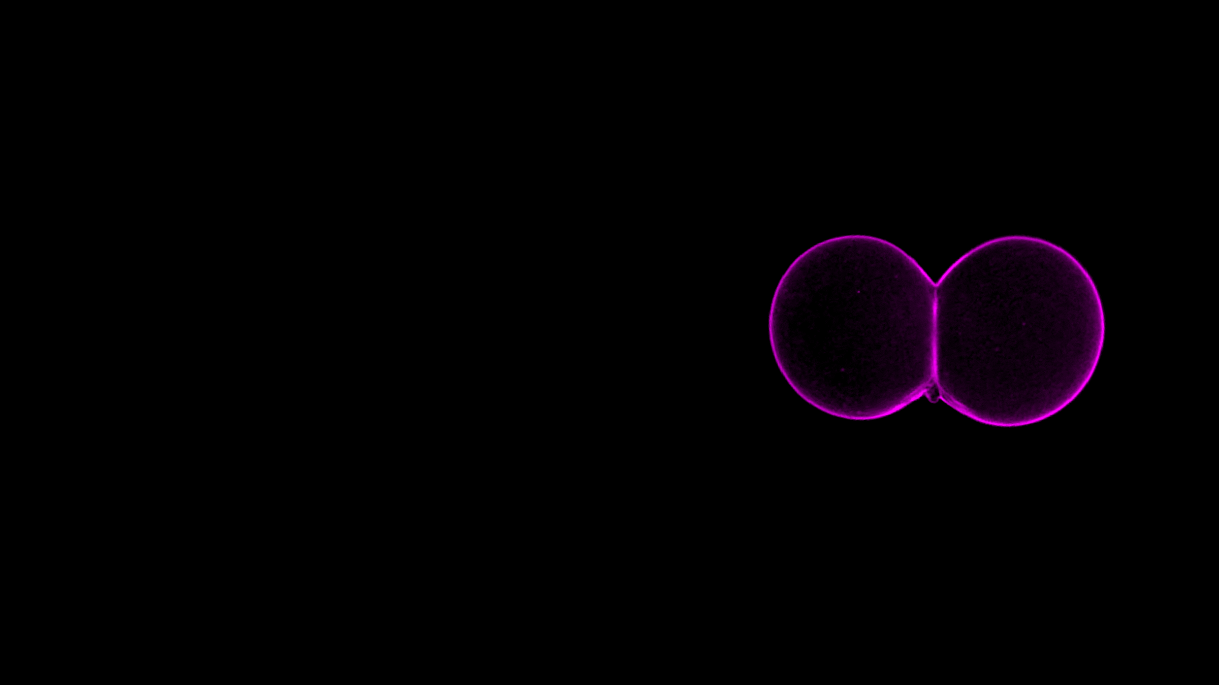 two-cell Clytia embryo